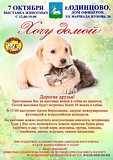 Фестиваль помощи бездомных животных пройдет 7 октября в Одинцово