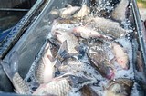 «Рыбный фестиваль» открылся в Одинцово