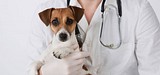 Увеличения спектра ветеринарных услуг Одинцовской участковой ветеринарной лечебницы