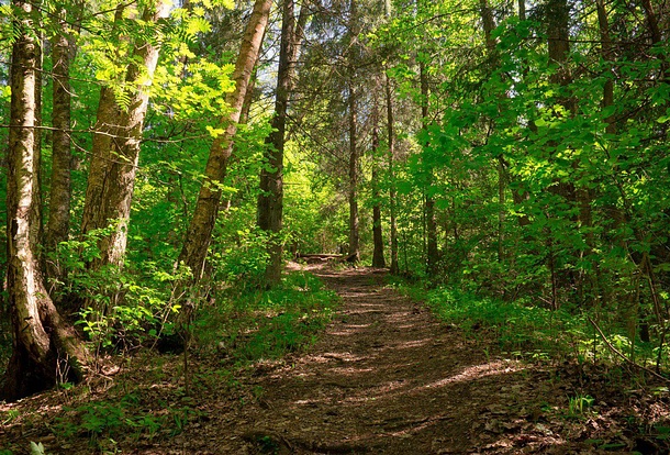 «Все в лес» — новый проект по развитию рекреационного потенциала лесопарковой территории в Подмосковье, Апрель