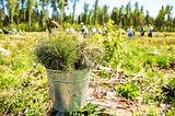 Одинцовский городской округ станет центральной площадкой областной акции «Лес Победы»
