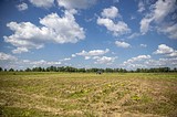 Фото: Андрей Иванов проверил работу по борьбе с борщевиком Сосновского в Звенигороде