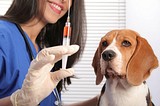 В Одинцово проведут бесплатную вакцинацию против бешенства для кошек и собак