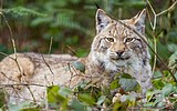 О запрете на содержание некоторых видов животных в Московской области