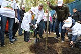 10 лип высадили во дворе школы «Надежда» в Одинцово