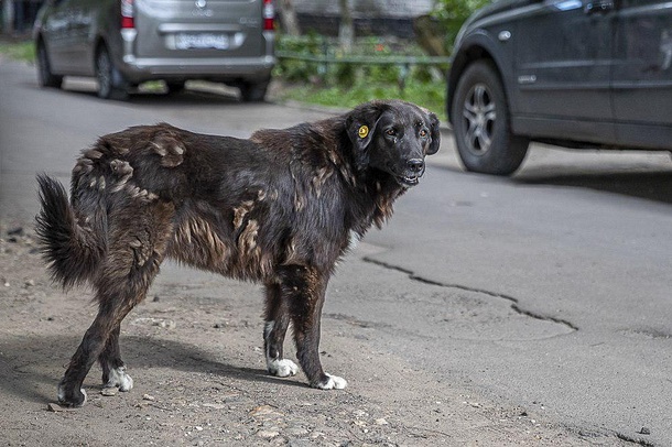 Более 400 бездомных собак чипированы в Одинцово, Октябрь