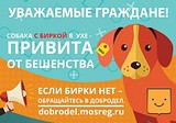 Порядка 900 бездомных животных чипировали в Одинцовском округе в 2019 году