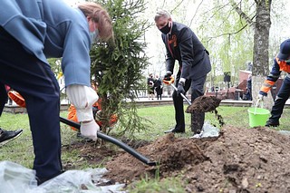 Более 80 деревьев высадили в рамках акции «Сад Памяти» в Одинцовского округе