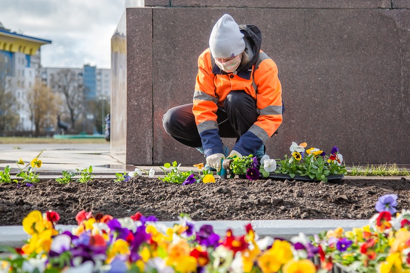 Около 290 тысяч цветов высадили за весну в Одинцовском округе, Июнь