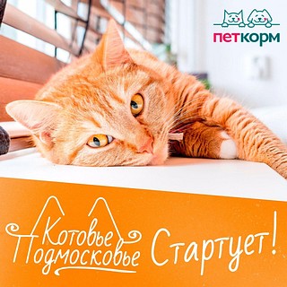 Комитет по туризму запустил конкурс с призами «Котовье Подмосковье»