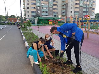 Одинцовские партийцы высадили деревья и многолетние цветы в Трехгорке