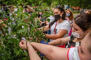 В Одинцово высадили дерево в память о медицинских работникам, отдавших жизни в период пандемии
