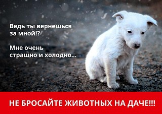 Не бросайте собак и котов на дачах: они не выживут без хозяев!
