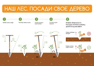 Акция «Наш лес. Посади своё дерево» пройдёт в Одинцовском городском округе