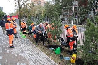 Акция «Сохраним лес» стартовала в Одинцовском округе