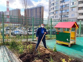 Партийцы высадили деревья возле садика в Новой Трехгорке