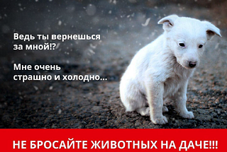 Не бросайте животных на даче! Проявляйте гуманность