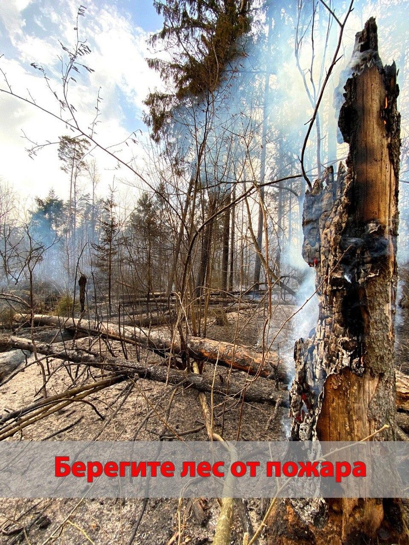 В одинцовских лесах сохраняется пожароопасная обстановка, Октябрь
