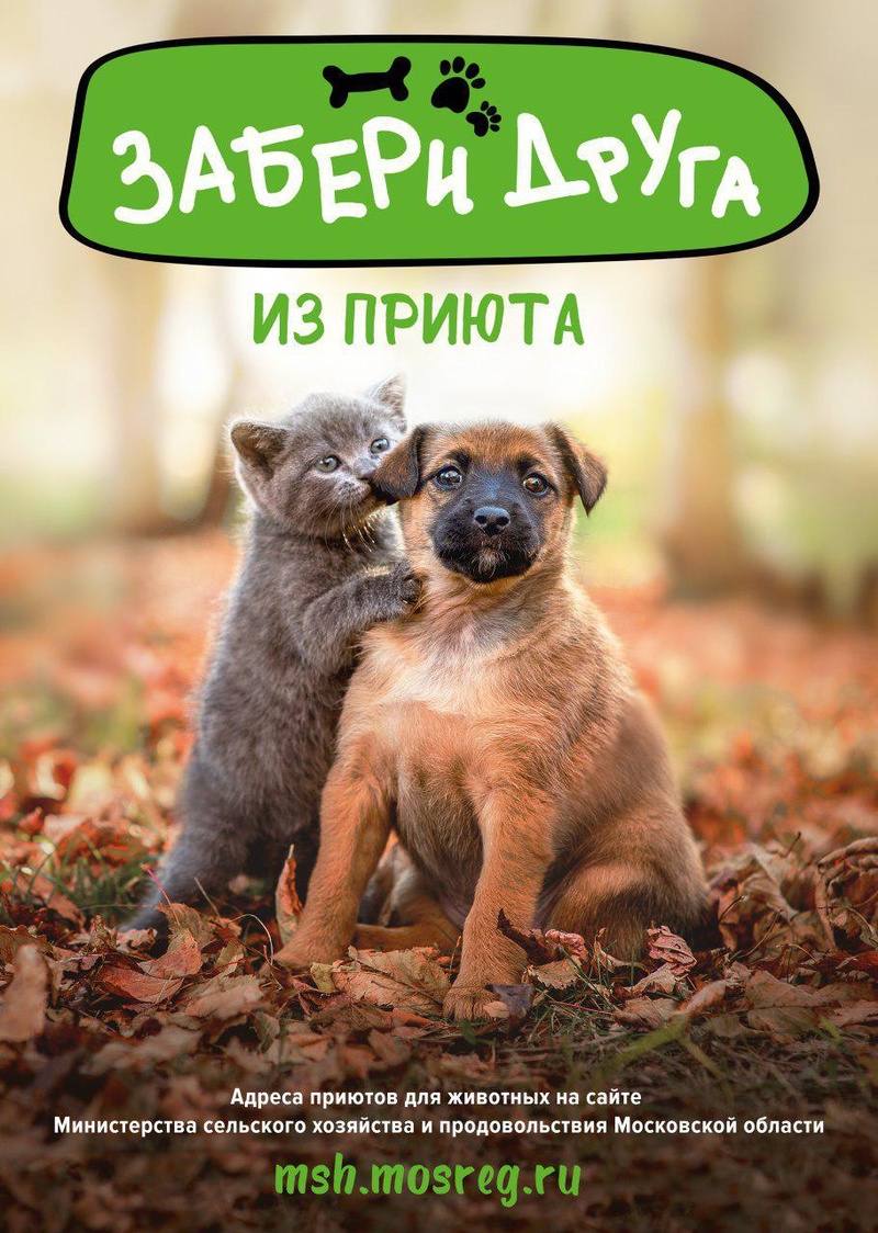 Минсельхоз Московской области информирует об адресах приютов для животных, Ноябрь