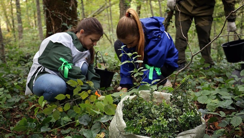 Жители Одинцовского округа могут поучаствовать в международном экологическом конкурсе, Январь