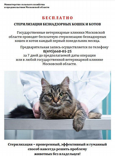 Безнадзорных животных в государственных ветеринарных лечебницах стерилизуют бесплатно