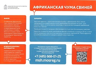 Африканская чума свиней: общая справка