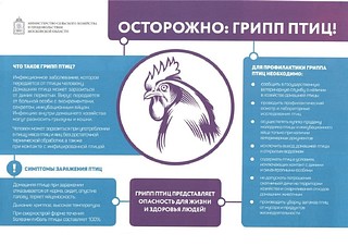 Грипп птиц: общая справка