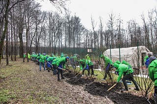 Уборка веток и посадка новых саженцев