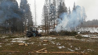 Территория лесного фонда Одинцовского округа
