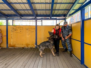 День кинолога отметили в Одинцовском округе