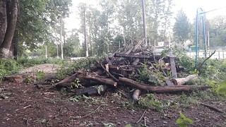 Аварийные деревья и сухостой