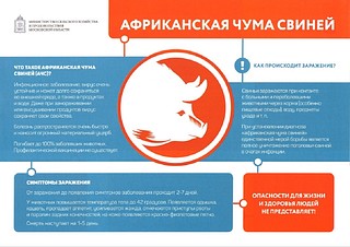 Справка по Африканской чуме свиней