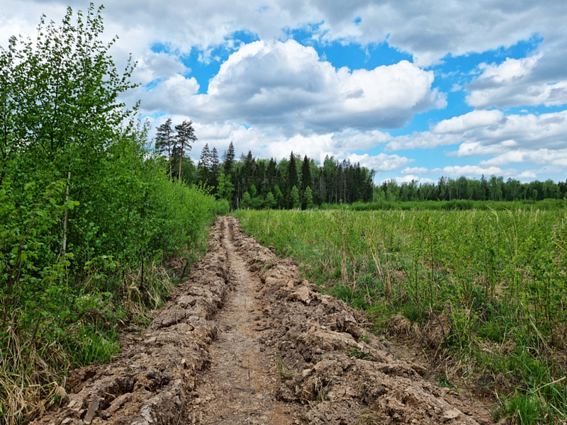 Площадь земель лесного фонда Звенигородского лесничества Московской области составляет 96 162 гектара, Сентябрь