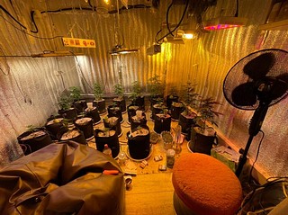 Полицейскими обнаружено и изъято 29 кустов конопли