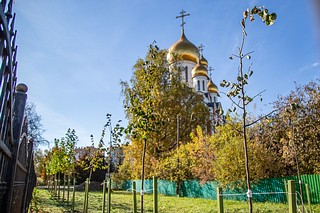 Деревья