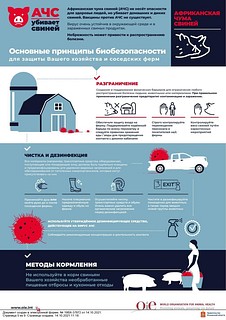 Африканская чума свиней, часть 1