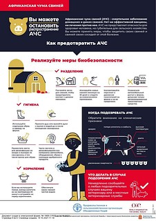 Африканская чума свиней, часть 2