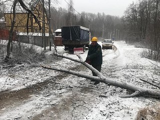 Также лесничие оказали содействие дорожным службам в уборке упавших деревьев
