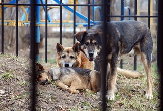 Бродячие собаки