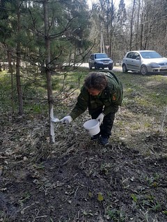 Обработка деревьев