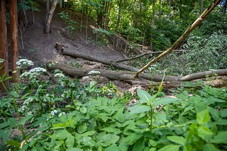 В Малиновом овраге, одном из самых известных мест города, неизвестные вырубили 15 вековых деревьев