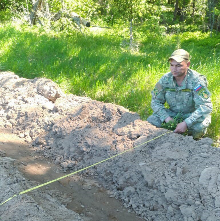 В Звенигородском лесничестве продолжается устройство новых и прочистка существующих минерализованных полос, Июнь
