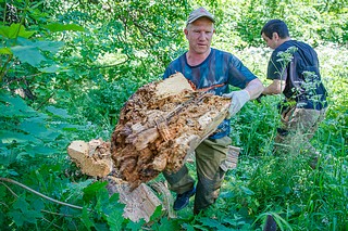 Очистка от сухостоя и валежника