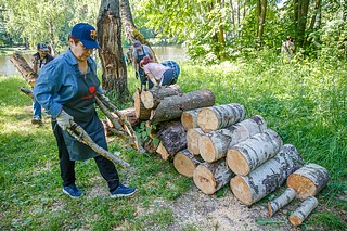 Очистка от сухостоя и валежника