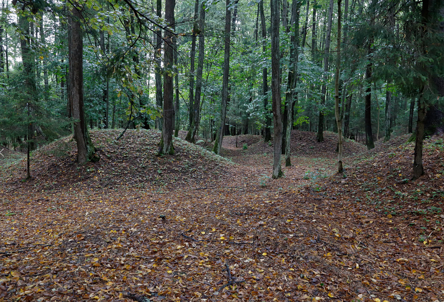 В Одинцовском парке культуры, спорта и отдыха 2 октября пройдёт познавательная экскурсия «Тайны осеннего леса», Сентябрь