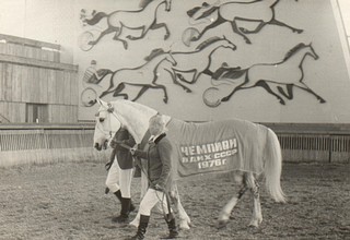 Орловские рысаки — легкоупряжные лошади