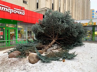 По факту вырубки голубой ели в центре Одинцово возбуждено уголовное дело