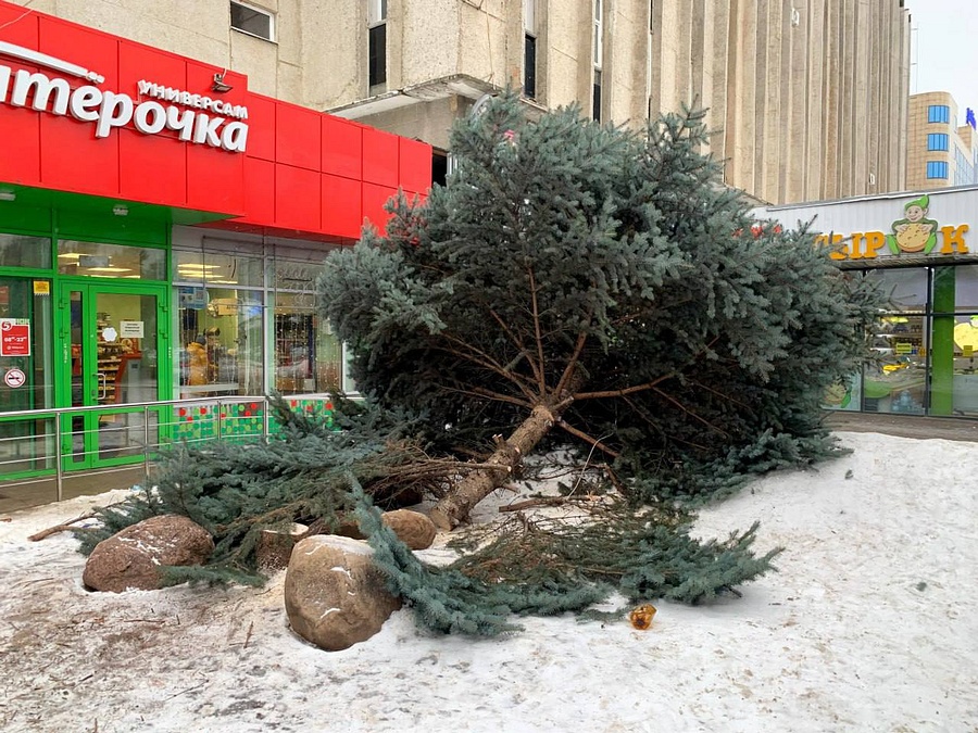 По факту вырубки голубой ели в центре Одинцово возбуждено уголовное дело, Январь