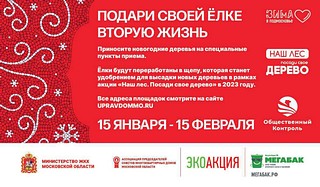 В муниципалитете определены 11 точек сбора старых новогодних ёлок