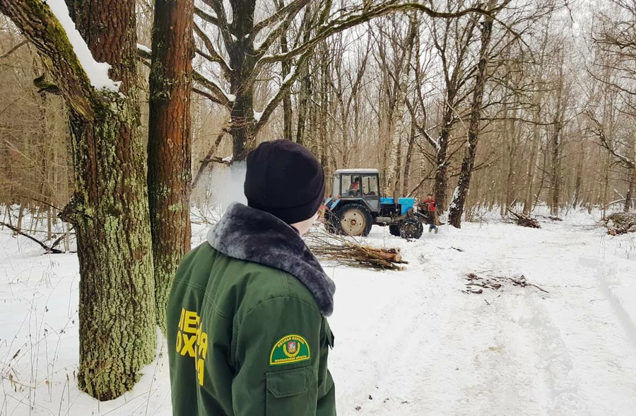 Лесной участок площадью более 21 га очистят от валежника рядом с д. Маслово в Одинцовском округе, Февраль
